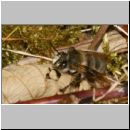 Anthophora plumipes - Pelzbiene m04.jpg